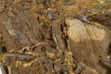 Dinosaur Bones and Tendons in Sandstone - Wyoming #302754-3